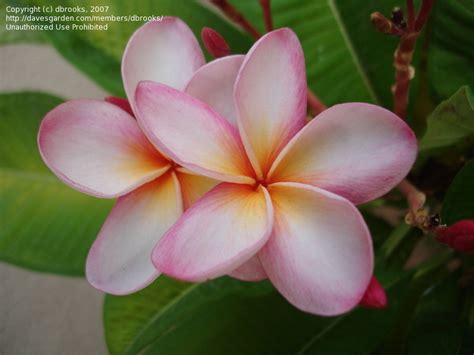 Tropicals And Tender Perennials Az Grown Plumerias Ii 1 By Dbrooks