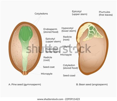 structure seed images stock   objects vectors