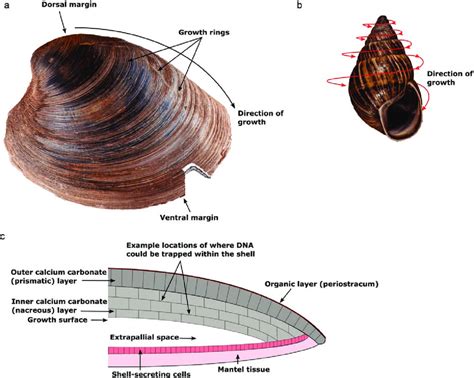 Important Components Of Mollusk Shells That Are Relevant For Extracting Download Scientific