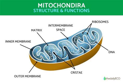 Mitochondria Structure And Function With Diagrams Of Mitochondria Parts