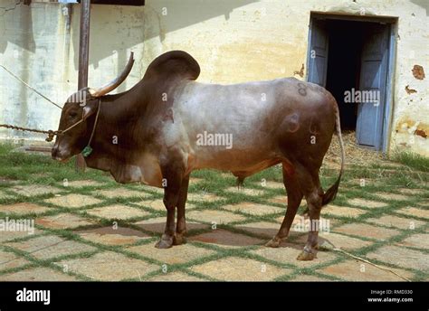 Indian Cow Breeds