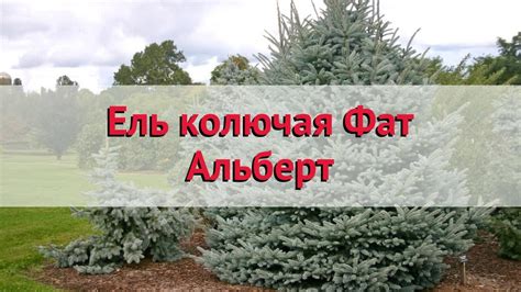 Ель колючая Фат Альберт 🌿 Обзор: посадка и уход. крупномеры ели Фат ...