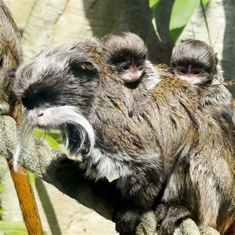 Bremerhavener Mini Äffchen bekommen süße Zwillinge buten un binnen