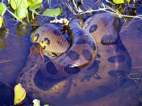 Animals Of The Amazon Rainforest 40 Animals You Can See