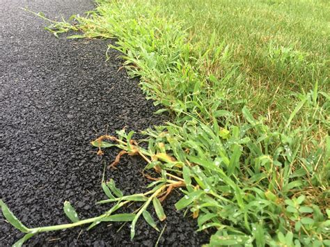 Crabgrass vs. Quackgrass: How to Identify & Kill These Nasty Weeds