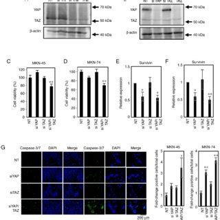 Concurrent YAP TAZ Knockdown Decreases Cell Proliferation By Reducing