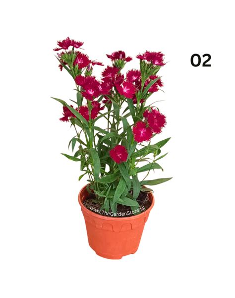 Carnation Dianthus Potted Plant