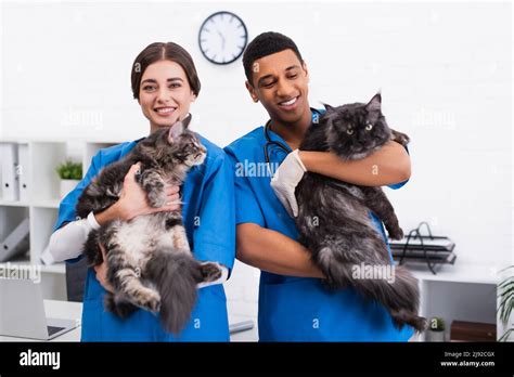 Smiling Interracial Veterinarians Holding Maine Coon Cats In Clinic