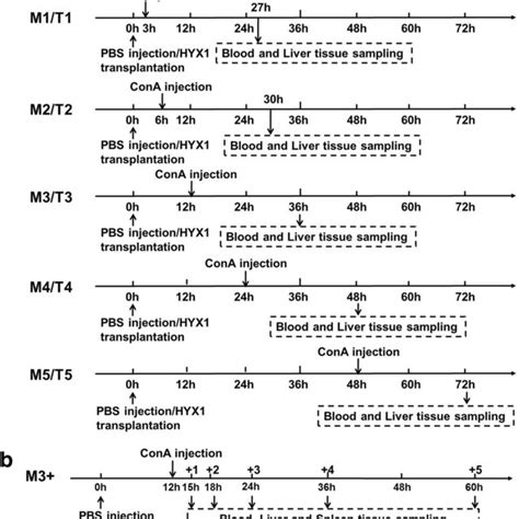 Schematic Outline Of The Experimental Groups A Initial Grouping Of The Download Scientific