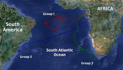 Leatherback Turtles Conquer Atlantic By Swimming Thousands Of Miles In Straight Line Daily