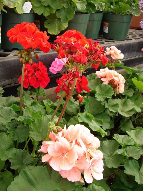 Pelargonium × hortorum - Alchetron, The Free Social Encyclopedia