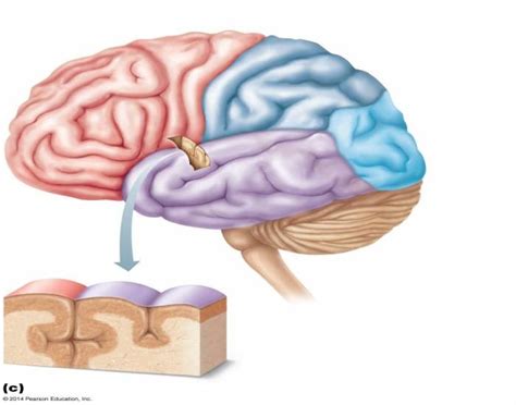 External Cerebral Hemispheres Part 2 Of 2 Diagram Quizlet