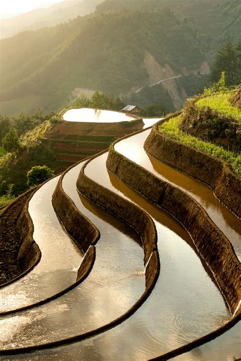 Rice Terraces · Free Stock Photo