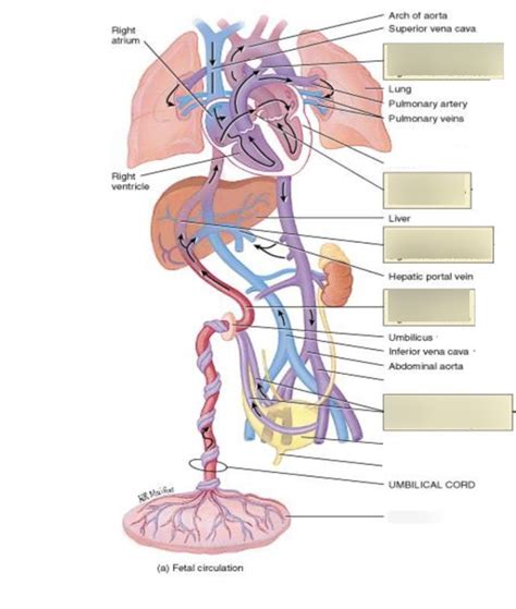 Obs Gyne Peds Diagram Quizlet