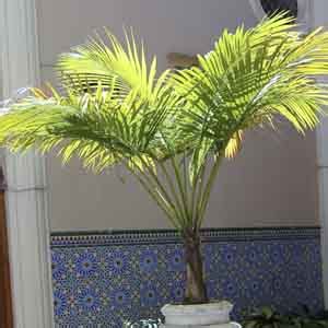 Coconut Palm Malayan Dwarf Cocos Nucifera My Garden Life