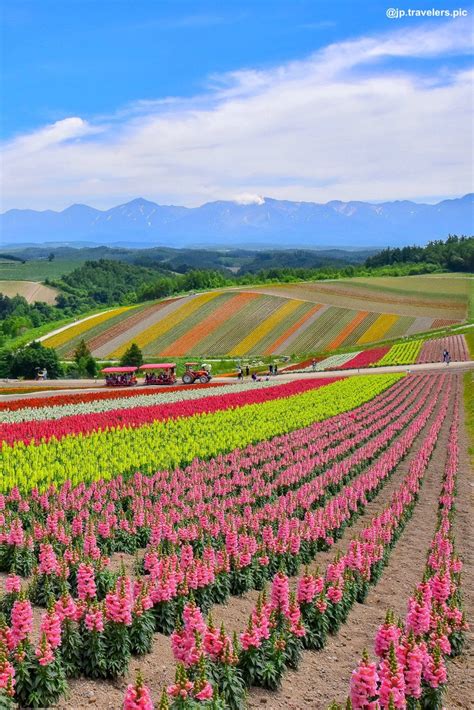 北海道のカラフルな絶景お花畑 Triproud 花畑 自然な写真 美しい風景