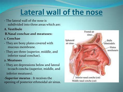 Nasal Septum Anatomy Ppt