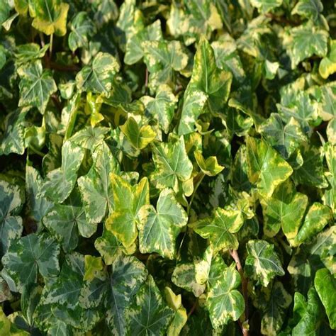 Buy Ivy Hedera Variegata Affordable Uk