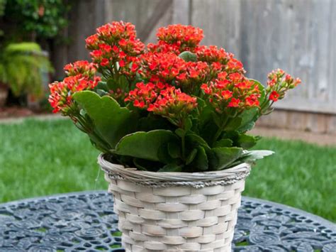 How To Make Flaming Katy Kalanchoe Blossfeldiana Cuttings World Of