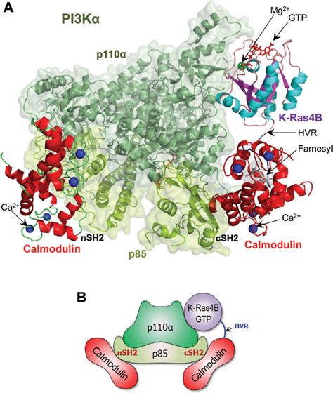 A model structure of K Ras4B GTP calmodulin PI3Kα ternary complex A