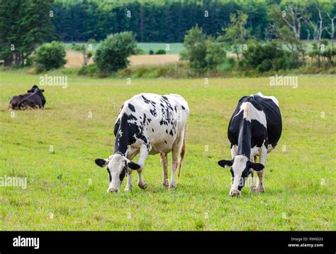 Par De Frisones Vacas Lecheras Holstein Pastoreando En Una Pradera