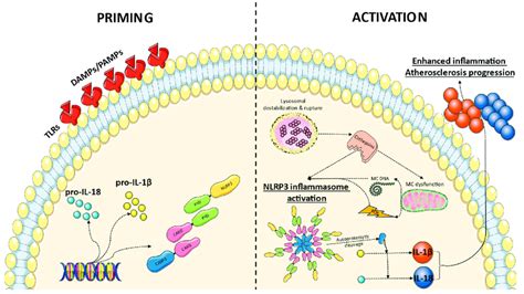 Proposed Mechanism Of NLRP3 Inflammasome Priming And Activation In