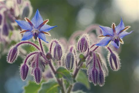 Borage Seed Oil Borago Officinalis Cucumber Herb Cosmacon