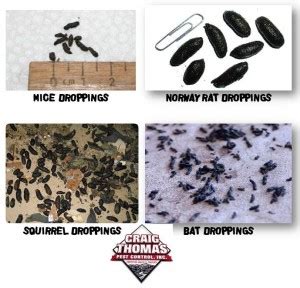 rodent droppings Archives - Craig Thomas - Termite & Pest Control - Professional Pest Management