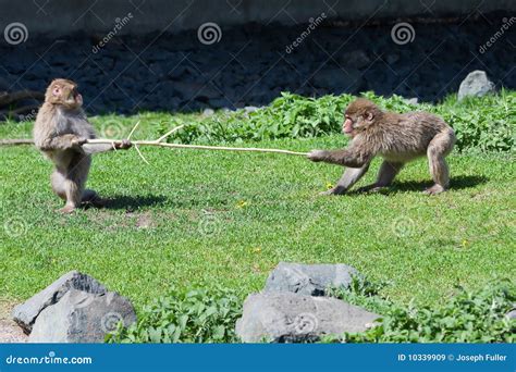 Two Monkeys Fighting In The Sand Royalty-Free Stock Photo ...