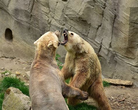 Bear Predators Mammals Polar · Free photo on Pixabay