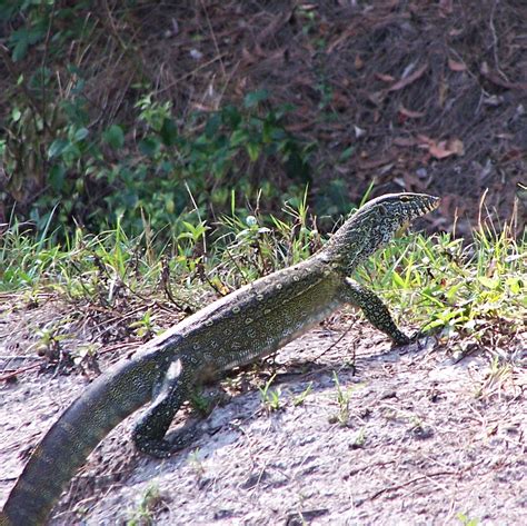 Nile Monitor Lizard Share The Outdoors