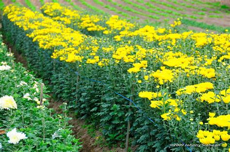 Terbaru 29 Kebun Bunga Matahari Di Berastagi