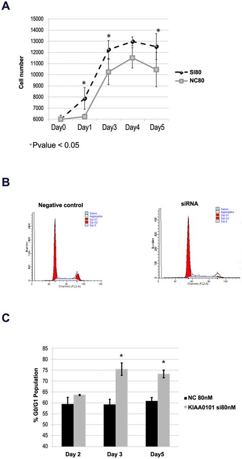 Cell Proliferation Increased With Kiaa0101 Sirna Knockdown In The Download Scientific Diagram