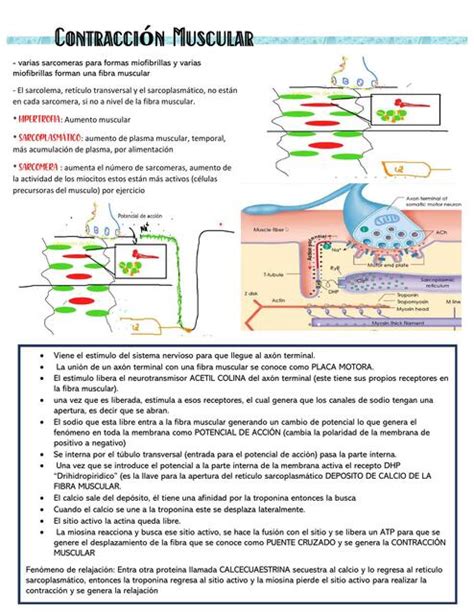 Contracci N Muscular Study Fisio Udocz