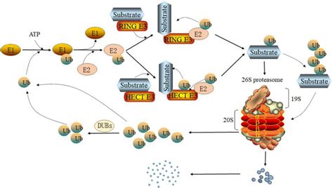 Frontiers Exploration On The Mechanism Of Ubiquitin Proteasome System