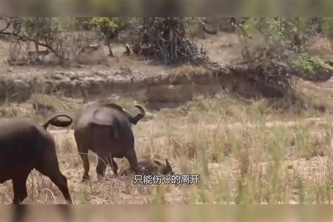 水牛群为何发怒，不停的追狮群，出来混迟早要还的！狮群牛群