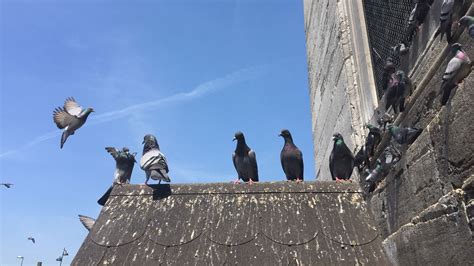 Pigeon Removal And Pest Control Chelmsford Cambridgeshire Essex