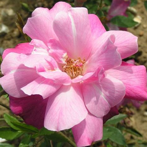 Mutabilis Trevor White Roses Specialists Of Old Roses