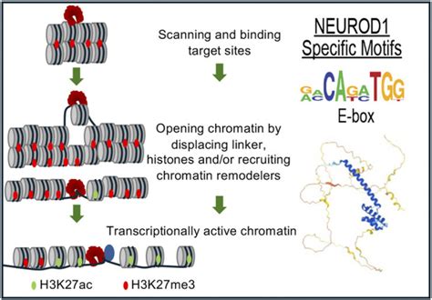 NEUROD1 Transcriptional And Epigenetic Regulator Of Human And Mouse