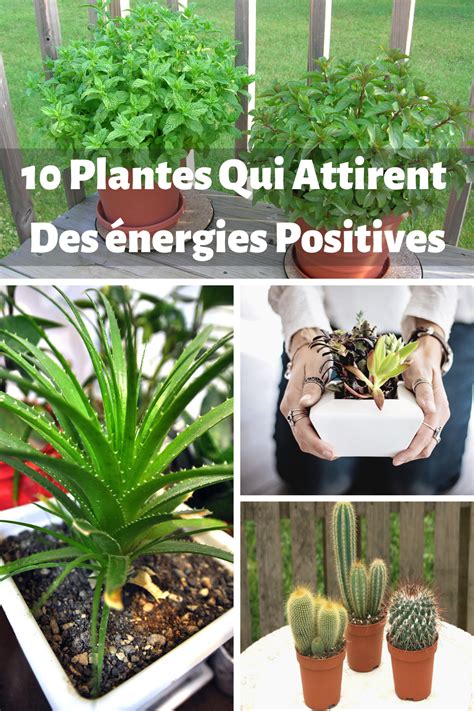 10 Plantes qui attirent des énergies positives Plante Jardinage