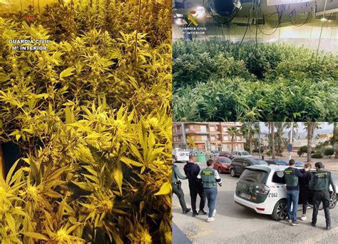 La Guardia Civil Desmantela Un Invernadero Con Plantas De Marihuana