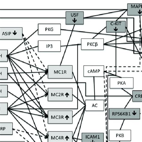 Endogenous opioids and receptors. Opioid precursor genes are on the ...