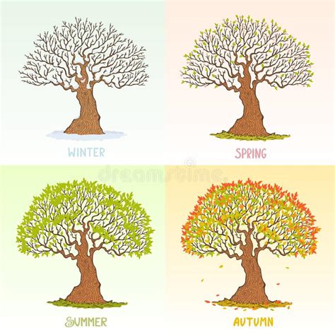 Big Tree Seasons Stock Vector Illustration Of Botany