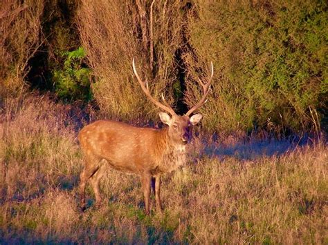 Rusa Deer · New Zealand Safaris