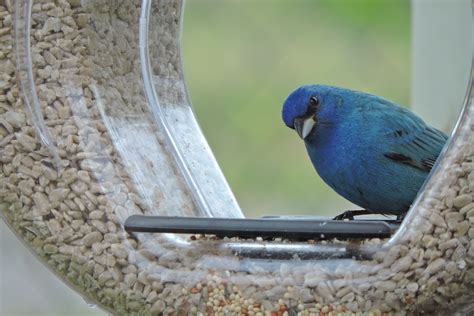 What Do Buntings Sound Like Indigo Bunting Song And Sounds