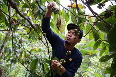 Neumann Kaffee To Expand In Indonesia As Coffee Market Grows Project