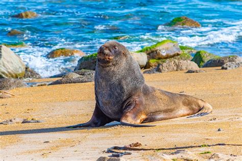 Are Sea Lions Dangerous To Humans Interesting Facts