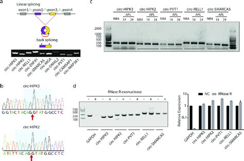 Validation Of Circrnas In Both Nb4 Cells And Apl Patient Samples A