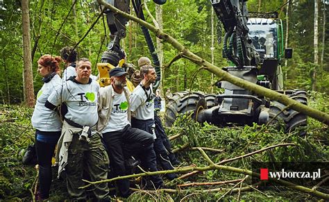 W Puszczy Białowieskiej wycinka drzew trwa Przyjeżdżajcie jej bronić