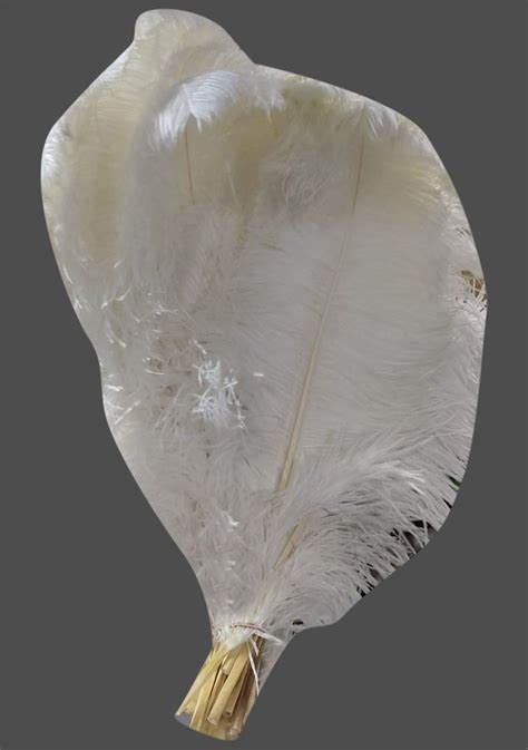 White Ostrich Feather Size Dimension Inch At Rs Piece In Mumbai